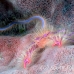 lobster_squat_bhr_tam_h_0433_bal6297.jpg